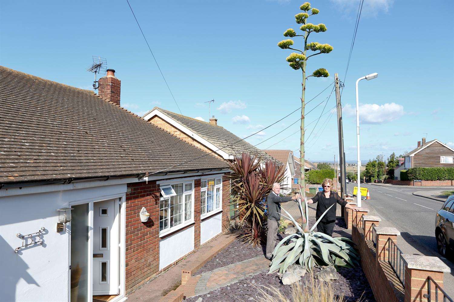 The agave has flowered and sprouted taller than the lampposts