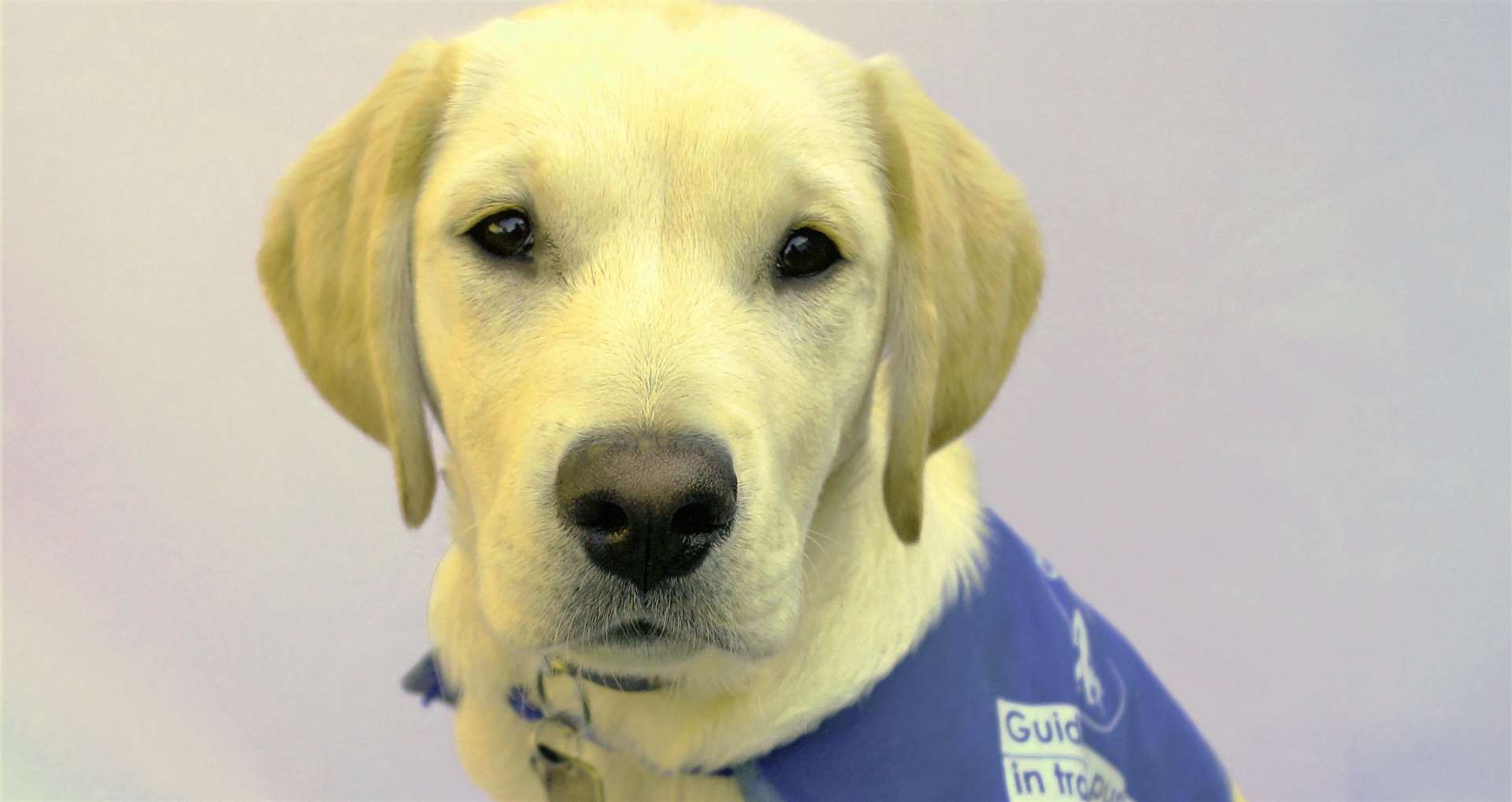 A Guide Dog puppy in training