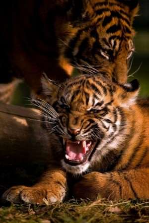 Play time - big cat style - at the Wildlife Heritage Foundation (WHF), Smarden