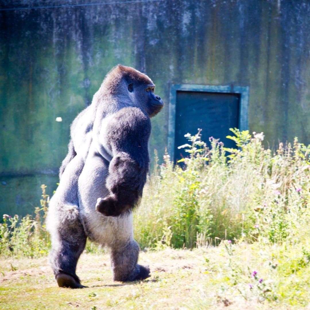 Ambam the celebrity gorilla died at 32-years-old. Picture: Port Lympne Reserve