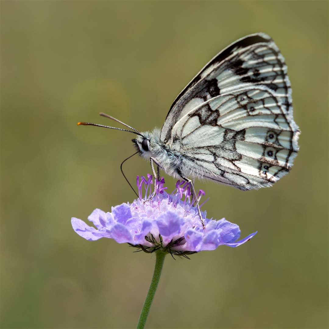 Butterflies have been hit hard by the heatwave and drought. Image: iStock.