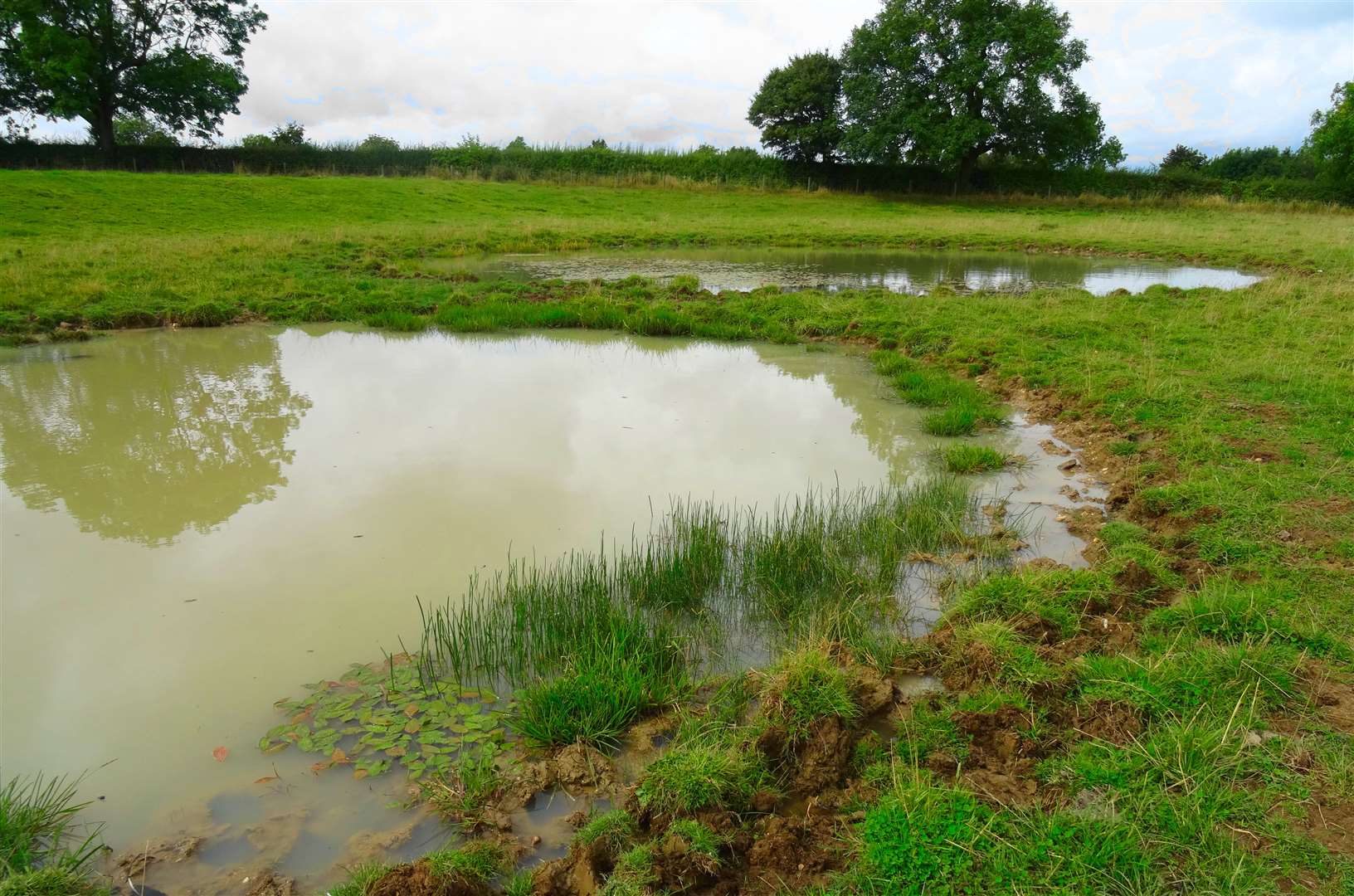 Ponds had much better results for plant diversity than other measures (Freshwater Habitats Trust/PA)