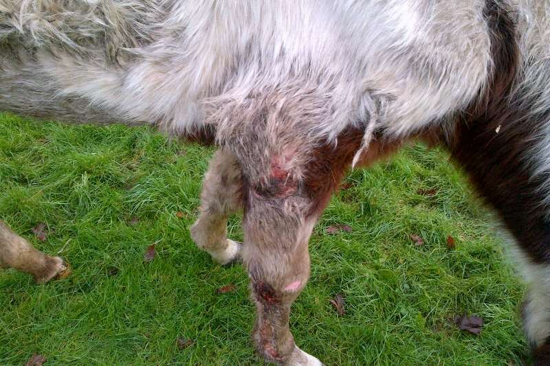 A vet said the horse was in so much pain that they advised it should be put down. Picture courtesy of Kent Police