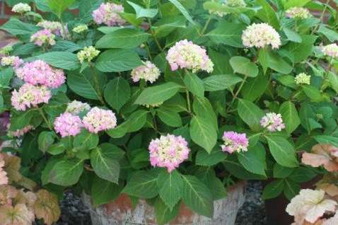 Take softwood cuttings from your favourite hydrangea