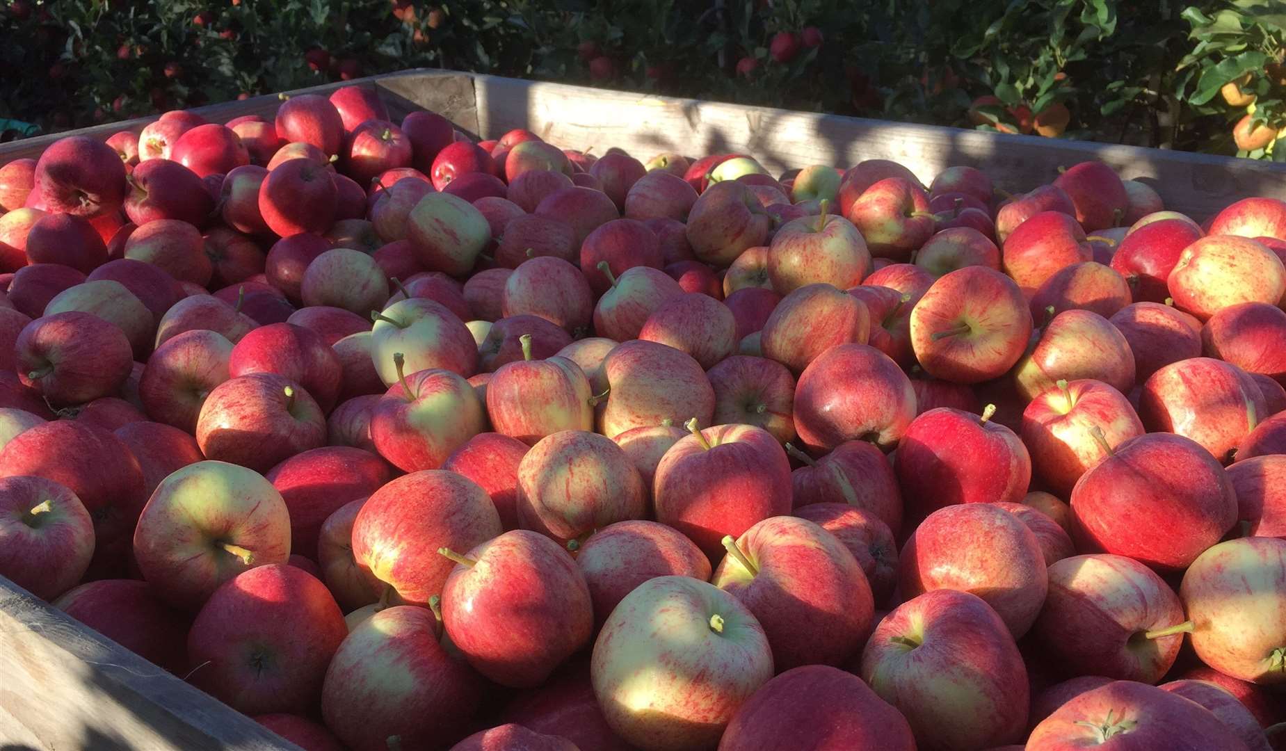 British Royal Gala apples harvested in Kent.