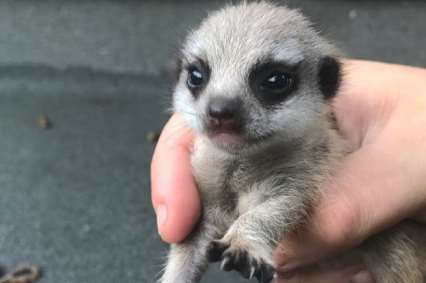 One of the baby meerkats
