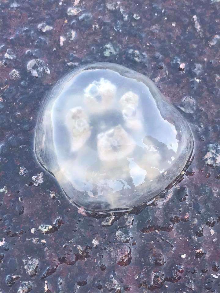 Jellyfish washed up at the Strand (3289271)
