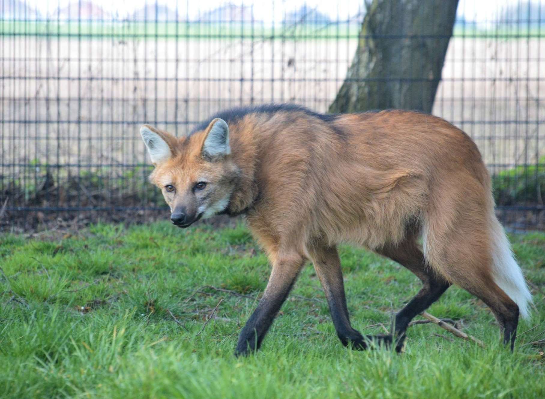 A pair of maned wolves are some of the only animals from the past site that remain there