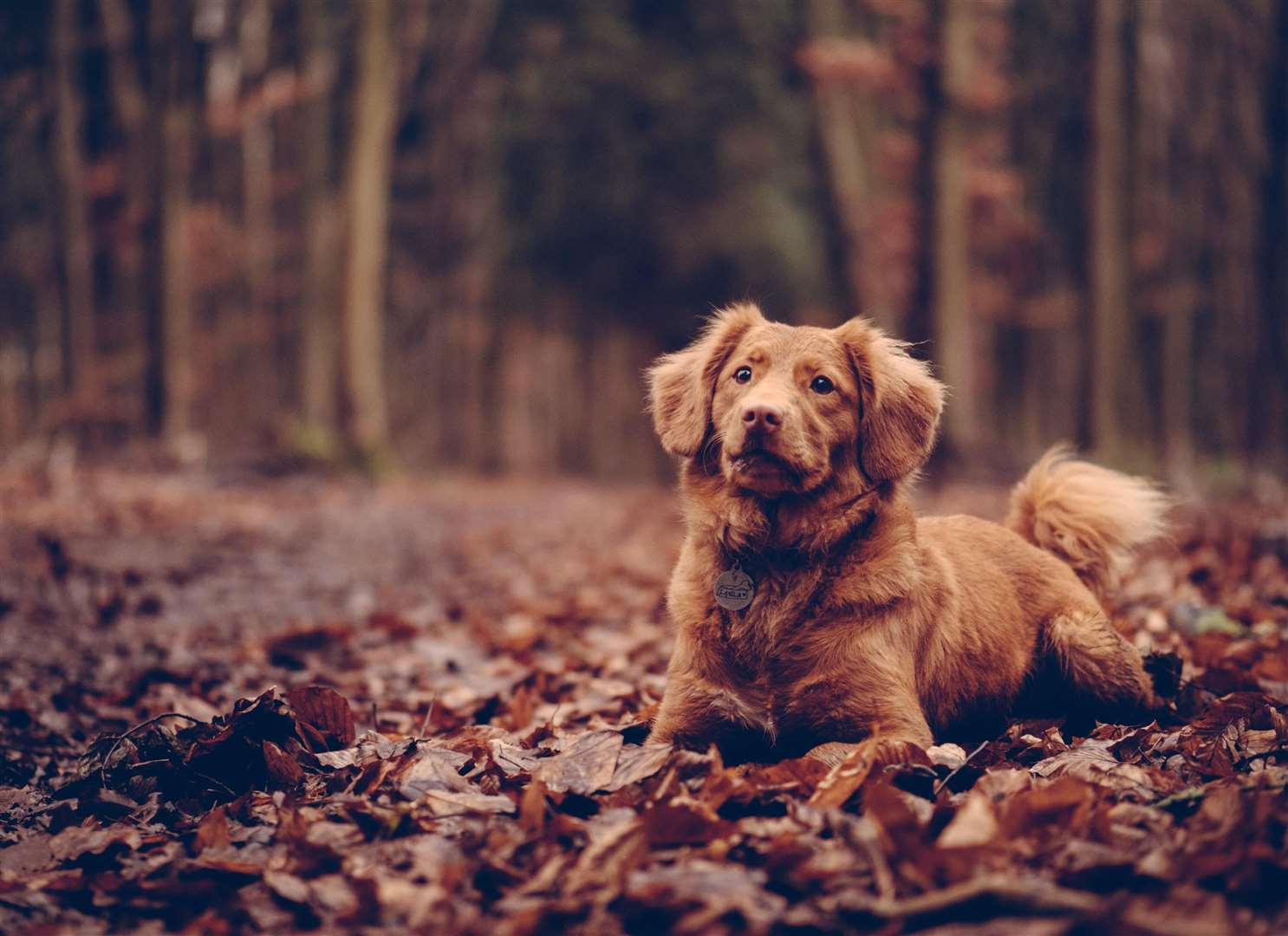 If your dog eats a harmful mushroom they are likely to experience violent vomiting.Picture: Jamie Street, Unsplash