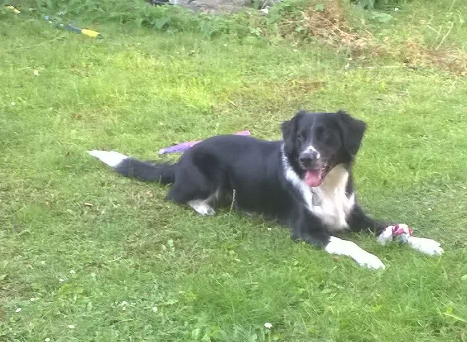 Ziggy was rescued from next door's garden