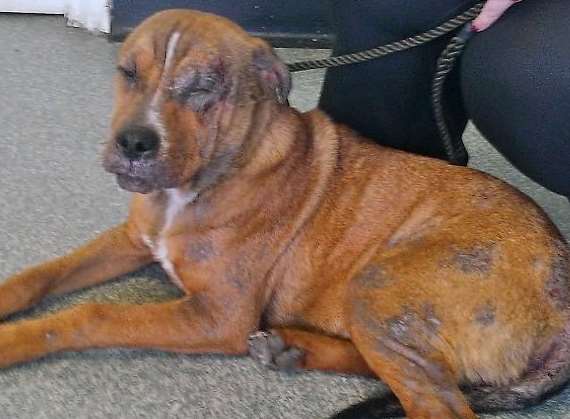 Before - how Buddy, the male Staffie-cross, looked when he was found wandering in a state of neglect in Halfway