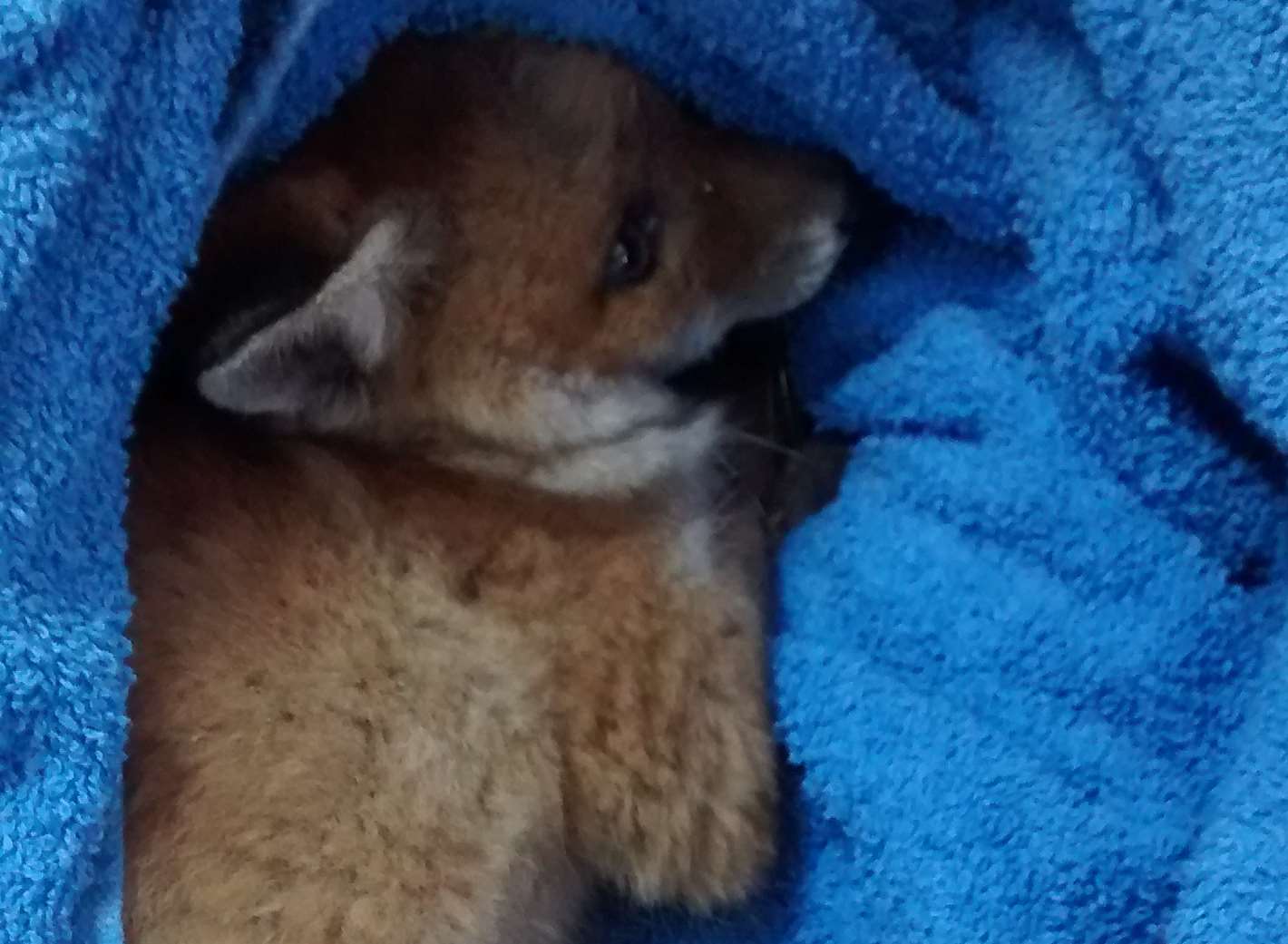 The fox rushed into Sarah's salon. Picture: RSPCA