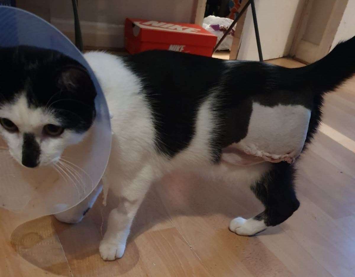 Smudge after his operation