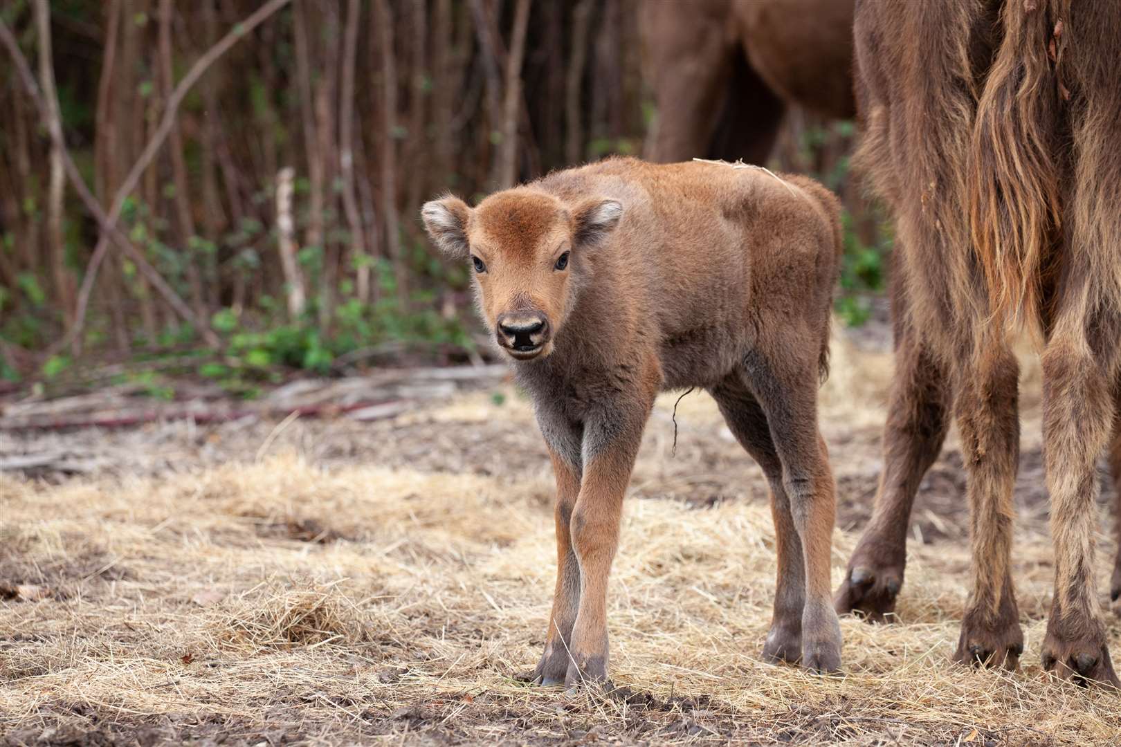 The female bison calf. Picture: Donovan Wright