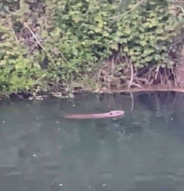 A beaver has been spotted swimming up the River Stour in Canterbury. Picture: Sharon Patmore