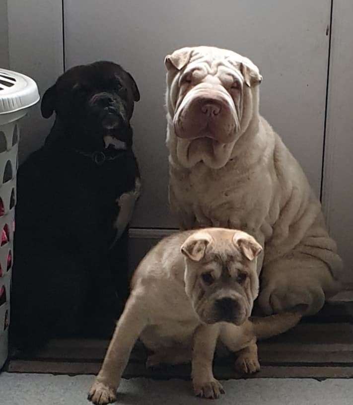 Hulk, left, with Rolo right, and their puppy Molly Mole