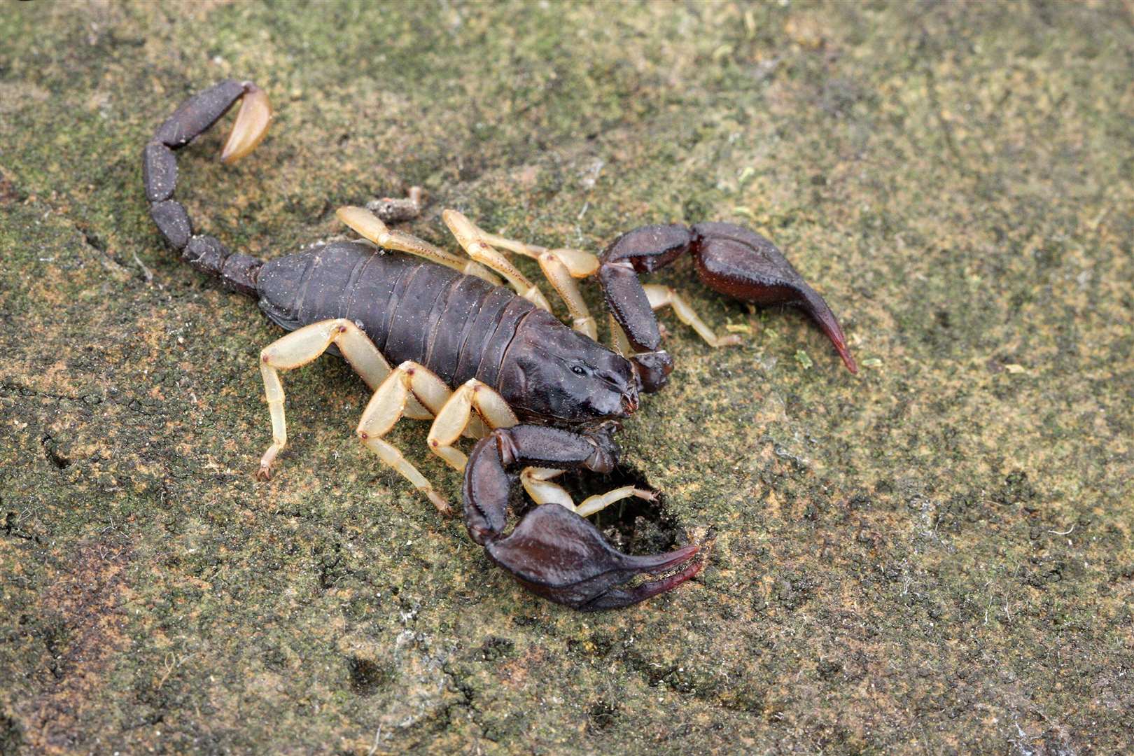 Yellow Tailed Scorpion from Blue Town, Sheerness, under normal light. Picture: Jason Steel www.jason-steel.co.uk