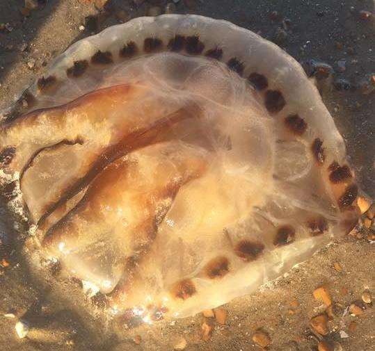 The jellyfish at Dymchurch. Credit: Jonathan Tye (3101235)