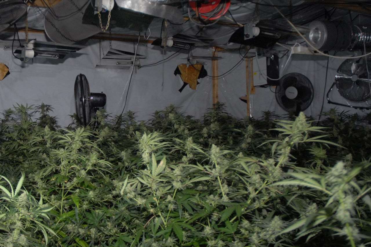 The cannabis factory found in Southfleet. Picture: Kent Police