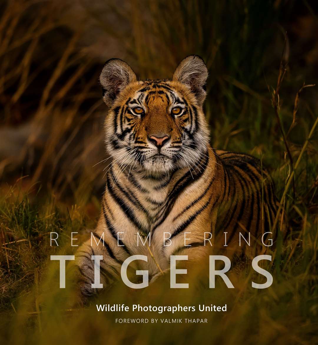 An image of a Bengal tiger in Bandhavgarh National Park, India, on the front cover of Remembering Tigers (Sarah Skinner/PA)