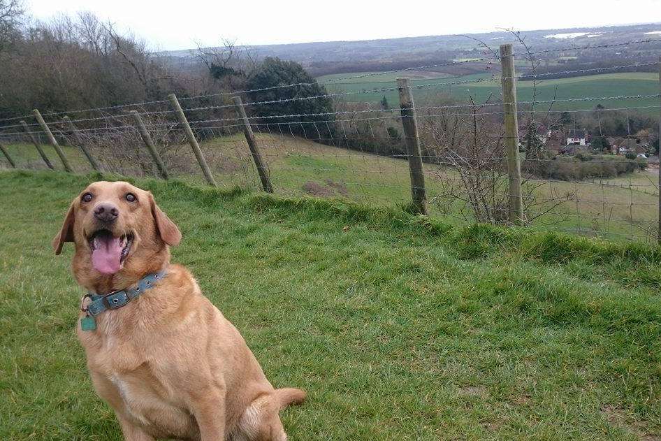 Barney the dog at White Horse Country Park in Detling