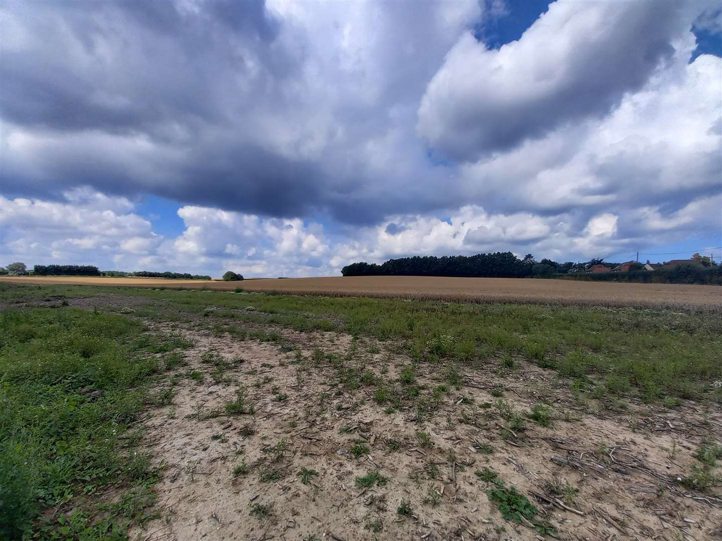 The field where Gladman wants to build the homes
