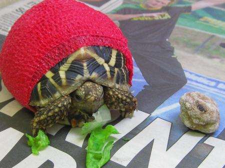 Humphrey the tortoise