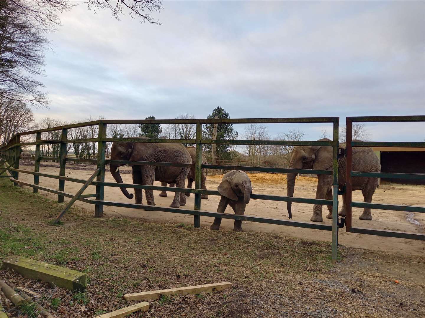 The elephants at Howletts are to depart in the summer