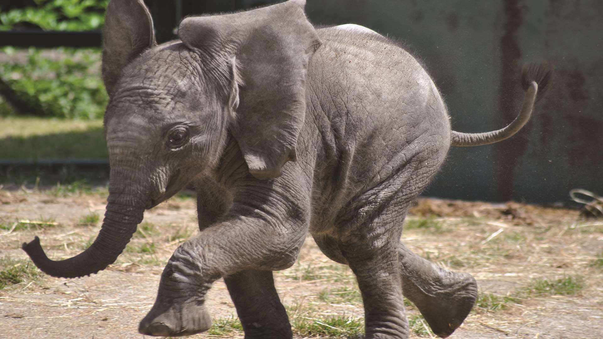 See some new arrivals this Easter holidays at Howletts Wild Animal Park, near Canterbury