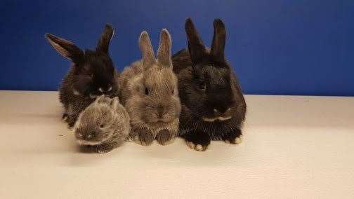 Mum and dad Paddington and Jubilee with their babies. Picture: RSPCA