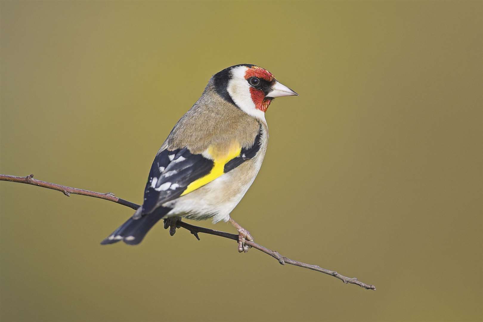 A man from Swanley as fined for having a goldfinch. Picture: stock