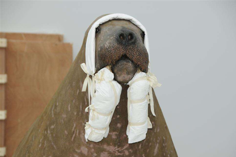 The walrus had with protection for its tusks on its travels