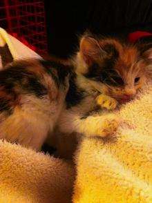 Hettie the kitten was attacked by children in Kitchener Avenue, Gravesend