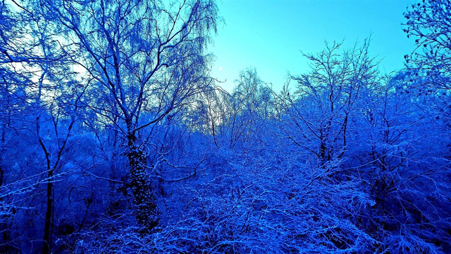 Andy sent in this icy blue pic of his garden.