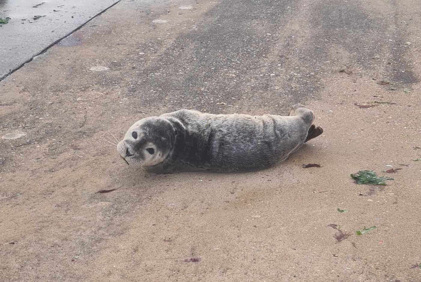 A month-old seal was spotted in Birchington. Picture: Hannah Marsh