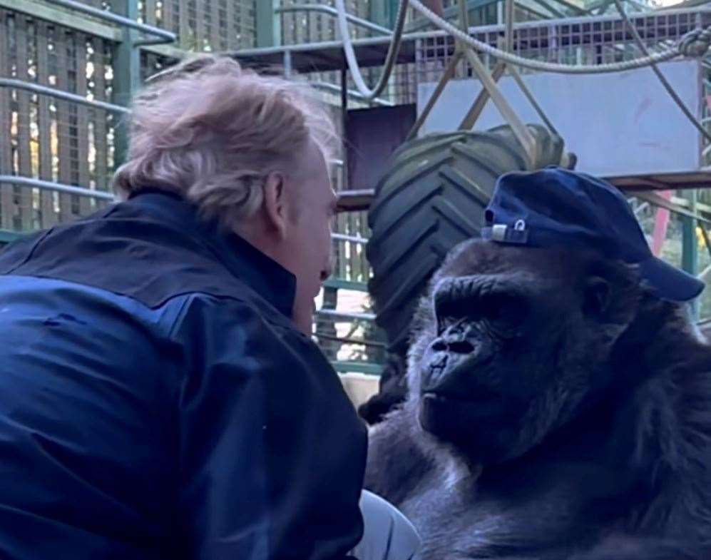 The gorilla takes Damian’s hat off his head before putting it on her own, backwards. Picture: Damian Aspinall on Instagram