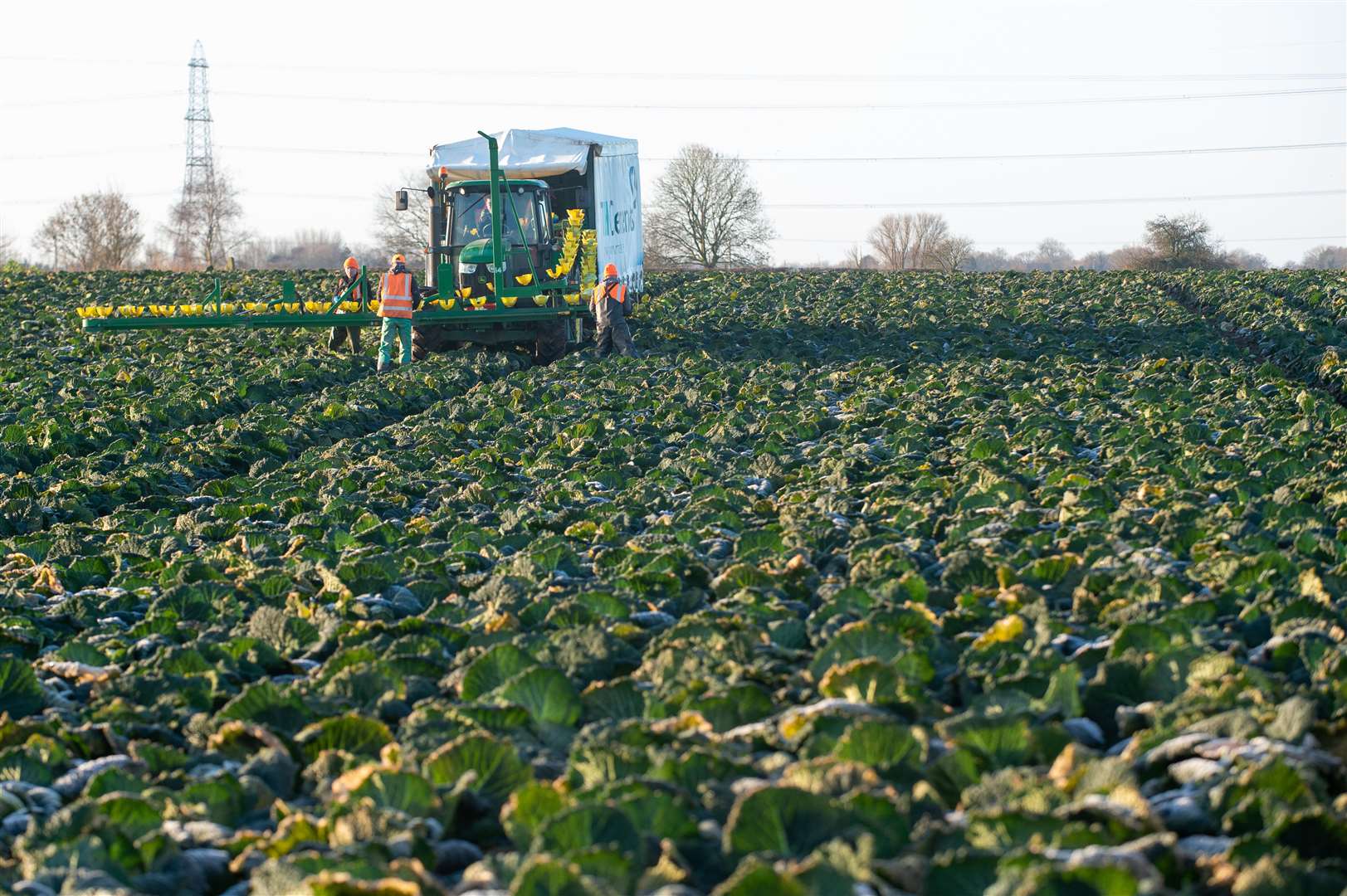 Workers harvest savoy cabbages at TH Clements near Boston in Lincolnshire (Joe Giddens/PA)