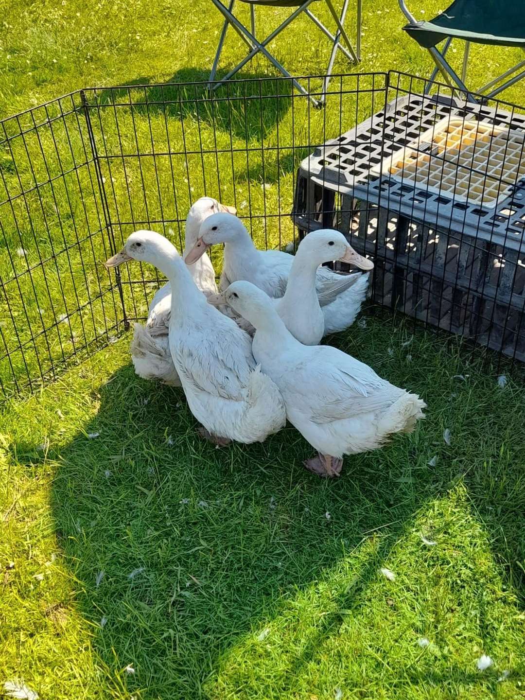 Ducks sheltering from the sun at the poultry tabletop sale next to Leysdown boot fair. Picture: Faye Grant