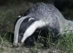 Snaring of badgers is illegal