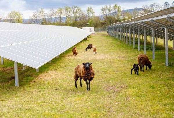 Statkraft says sheep will still be able to graze under panels