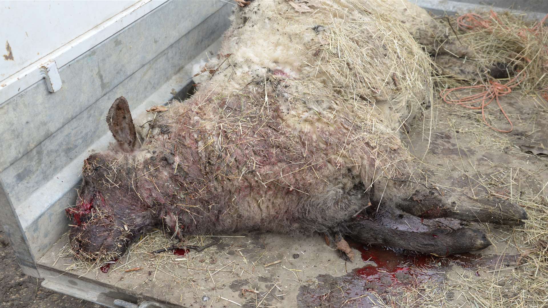 The sheep had to be shot after being attacked by a dog