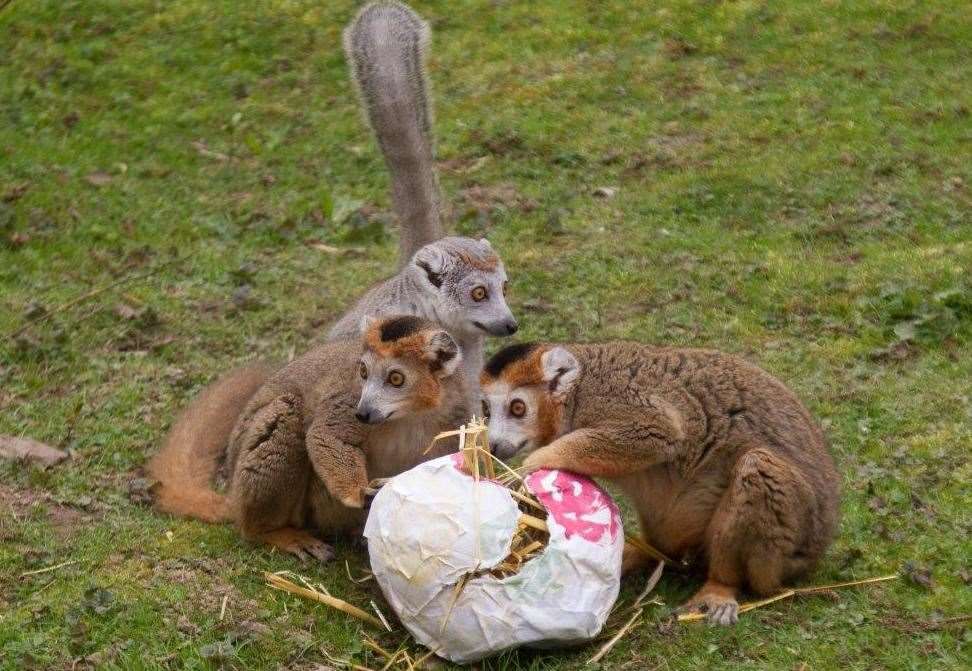 While the ring-tailed lemurs tucked into fruity treats (8619108)