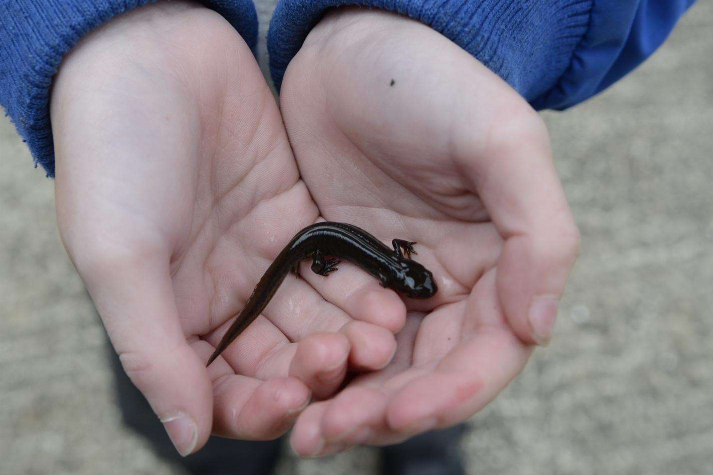 Endangered Great Crested Newts will be relocated as part of the project