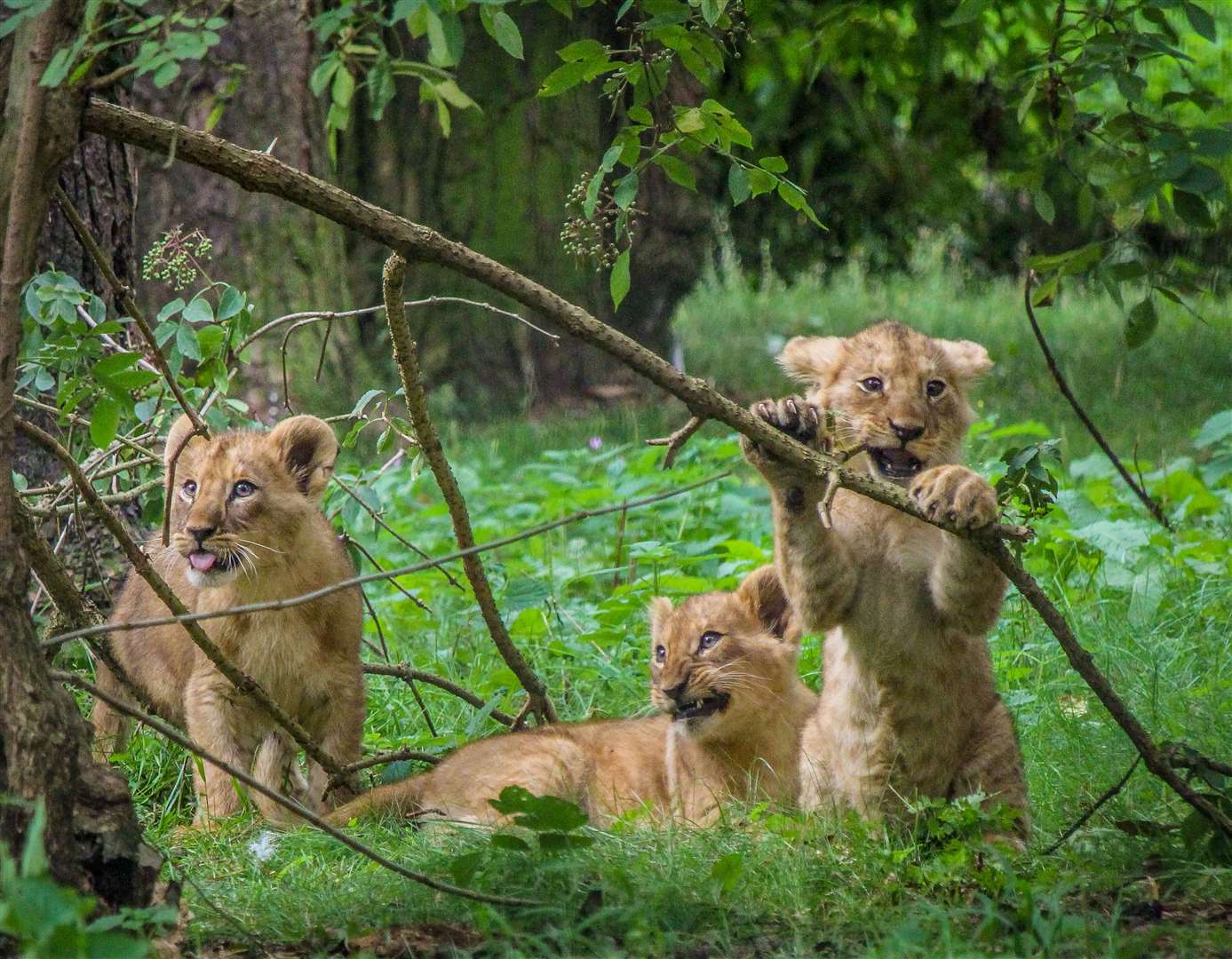 The trio of lion cubs were born in 2019. Pictures: The Aspinall Foundation