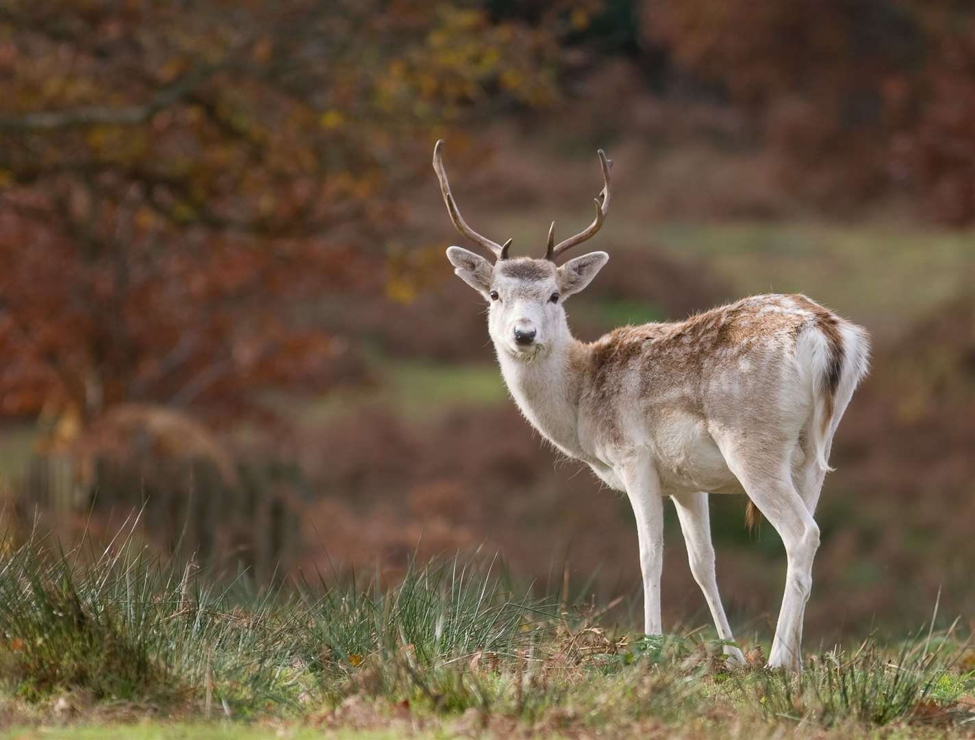 There are lots of deer around the Knockholt area