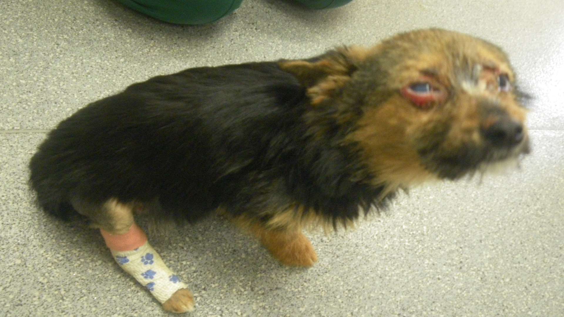 Chunky was stolen, tortured and dumped at a rubbish tip