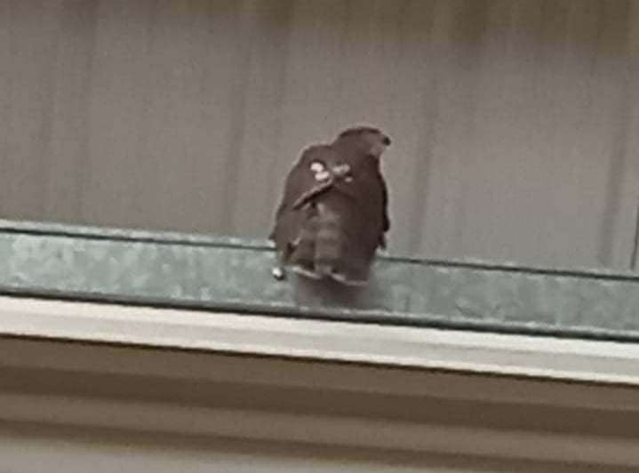 A sparrowhawk trapped in a warehouse in Teynham. Submitted by Ray Allibone