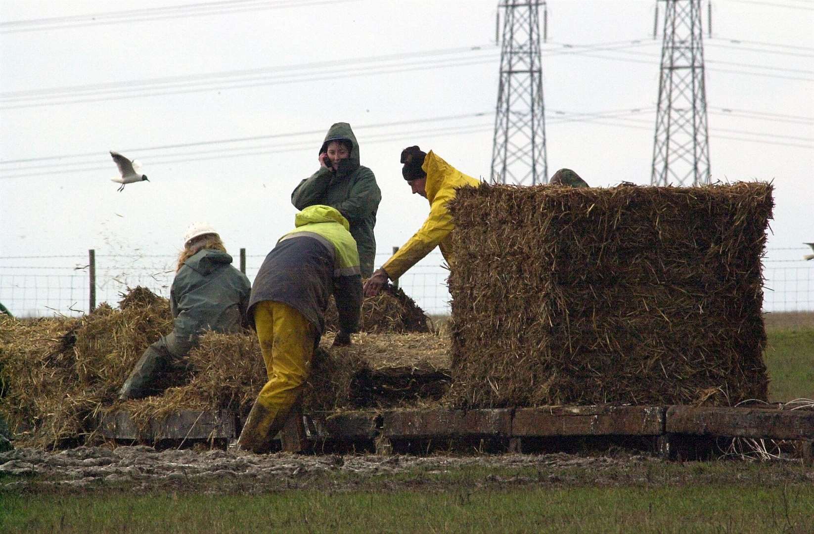 Building a fire in Sheppey to burn livestock, Sheppey, March 18, 2001.