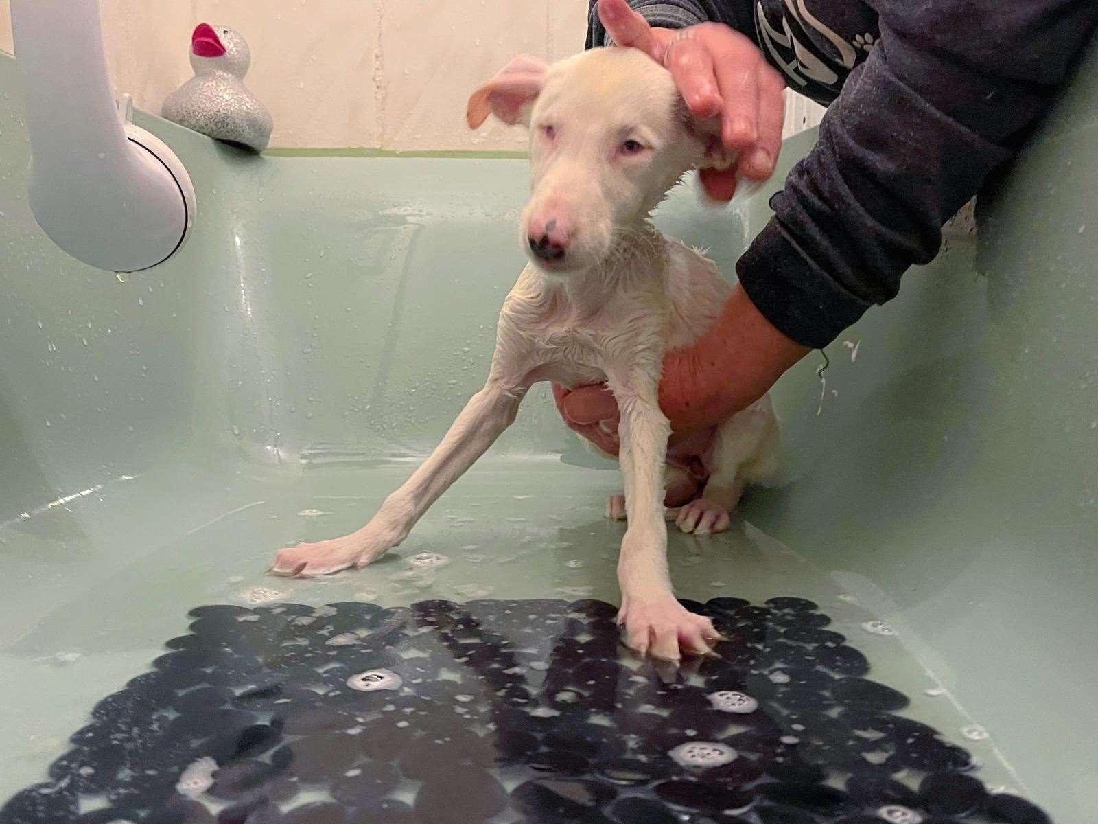 This deaf and blind girl pup was one of two abandoned in a cardboard box outside Happy Pants Ranch animal sanctuary in Sittingbourne. Picture: Amey James/HappyPants