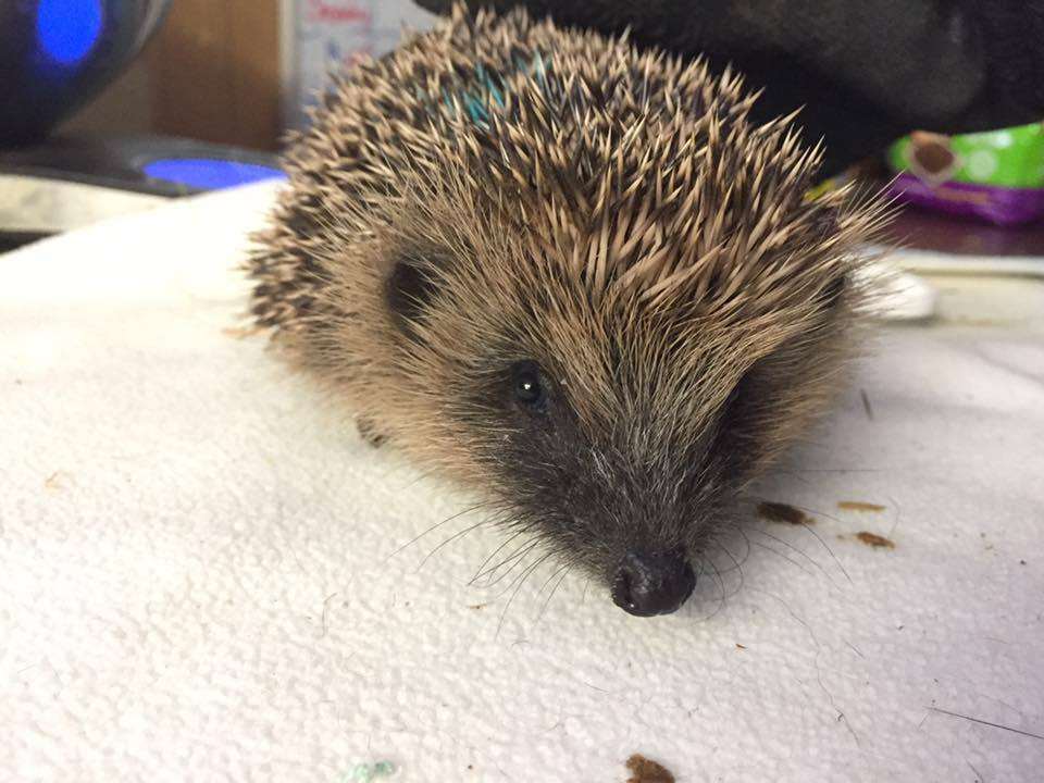 People are being asked to look out for young hedgehogs this winter